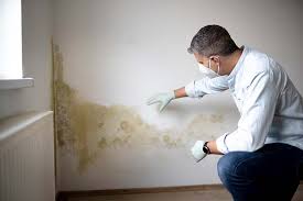 Best Attic Mold Removal  in St Cloud, FL